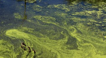 Nilüfer Yücedağ: Yeşil Altın Alg Endüstrisi Su Yosunları  -2-